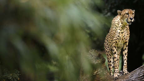 VIDEO: Una manada de jabalíes verrugosos le arrebata sin resistencia la comida a un guepardo