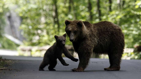 VIDEO: Una osa ataca un auto en marcha para defender a su cría