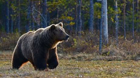 Italia: Sentencian a muerte a un oso que atacó a dos hombres en los Dolomitas y los activistas tratan de salvarlo