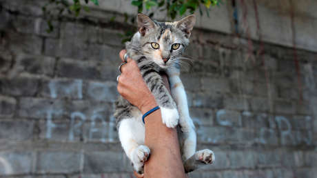 La Policía japonesa condecora a una gata por ayudar a rescatar a un anciano