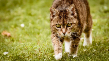 Un gato muerde a su dueña y muere por un extraño virus hallado en un murciélago