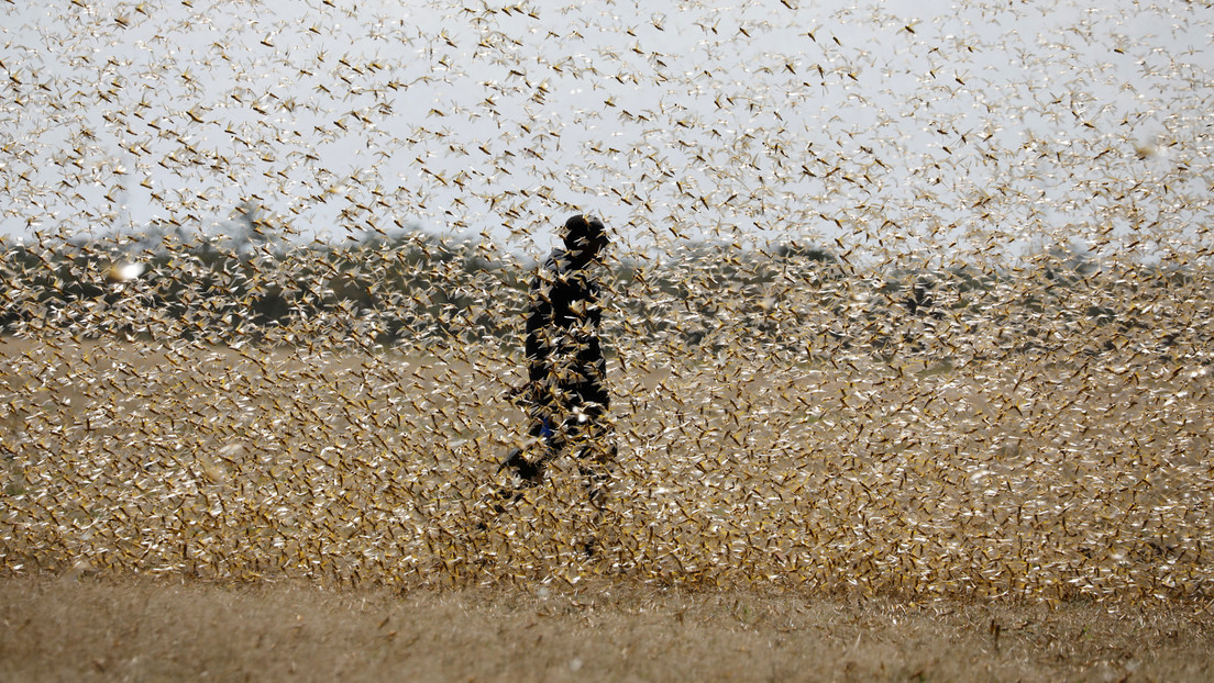Por "aterradora y dramática" que sea, la plaga de langostas en África Oriental nos trae "un mensaje más profundo", según un experto