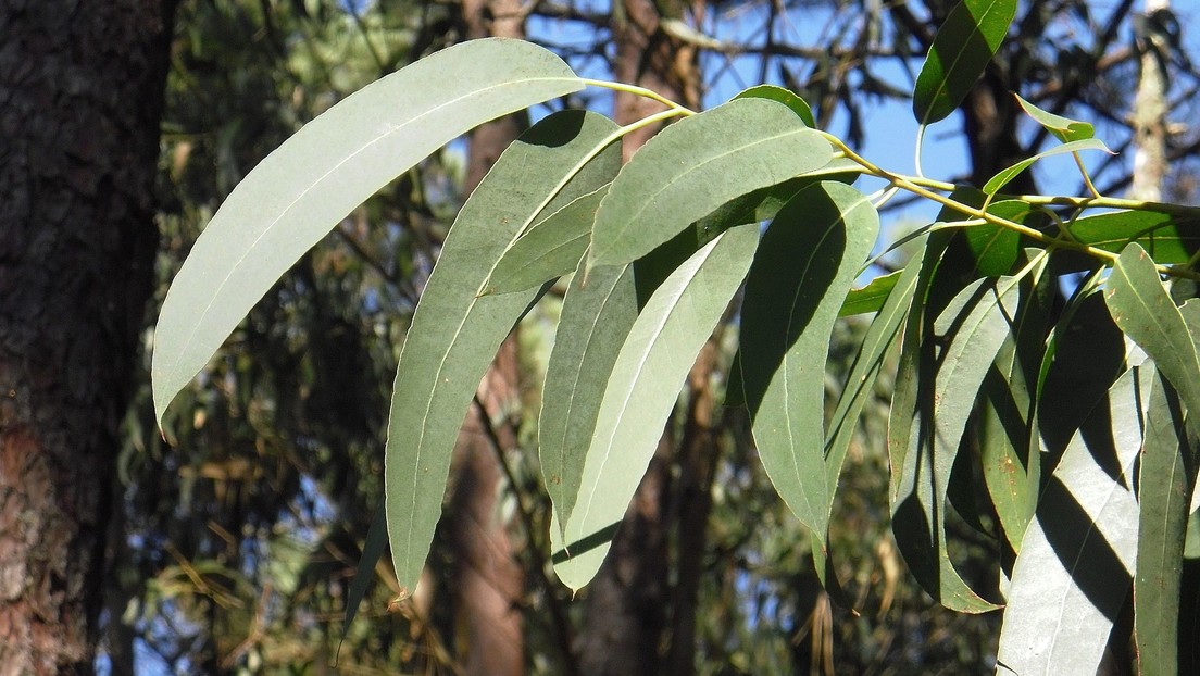 Presentan un collar de eucalipto que "mata" al coronavirus