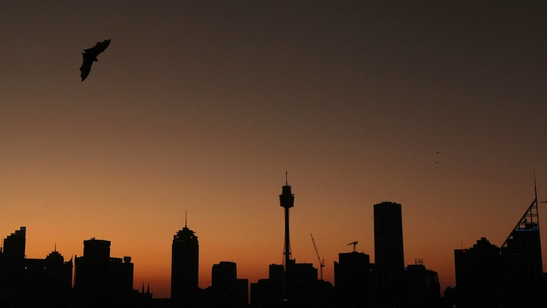 La ONU vaticina un aumento de enfermedades transmitidas de animales a humanos