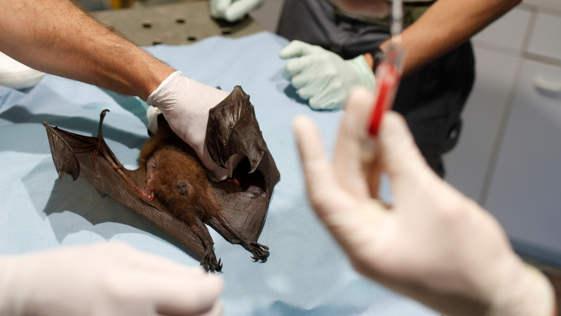 El nuevo coronavirus sería 1.000 veces más eficaz para infectar humanos que su pariente más cercano encontrado en murciélagos