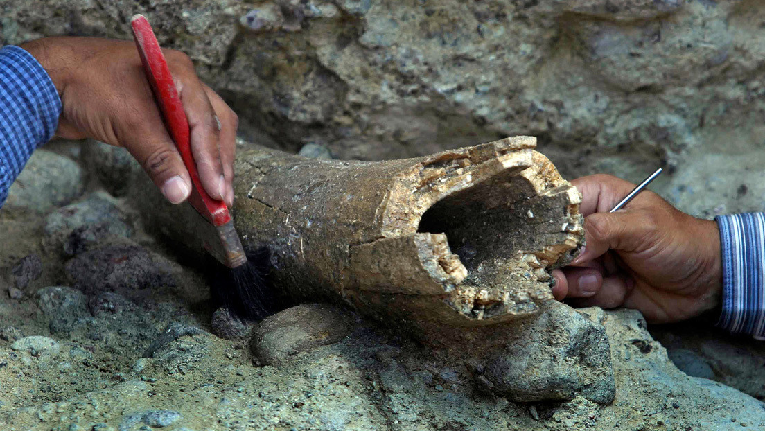 FOTOS: Descubren en Siberia imágenes de camellos grabadas en un colmillo de mamut hace 13.000 años