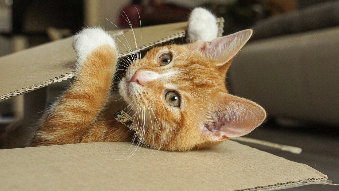 Descubren que hace más de 1.000 años nómadas de Eurasia cuidaban de gatos que habían perdido sus dientes y no los abandonaban