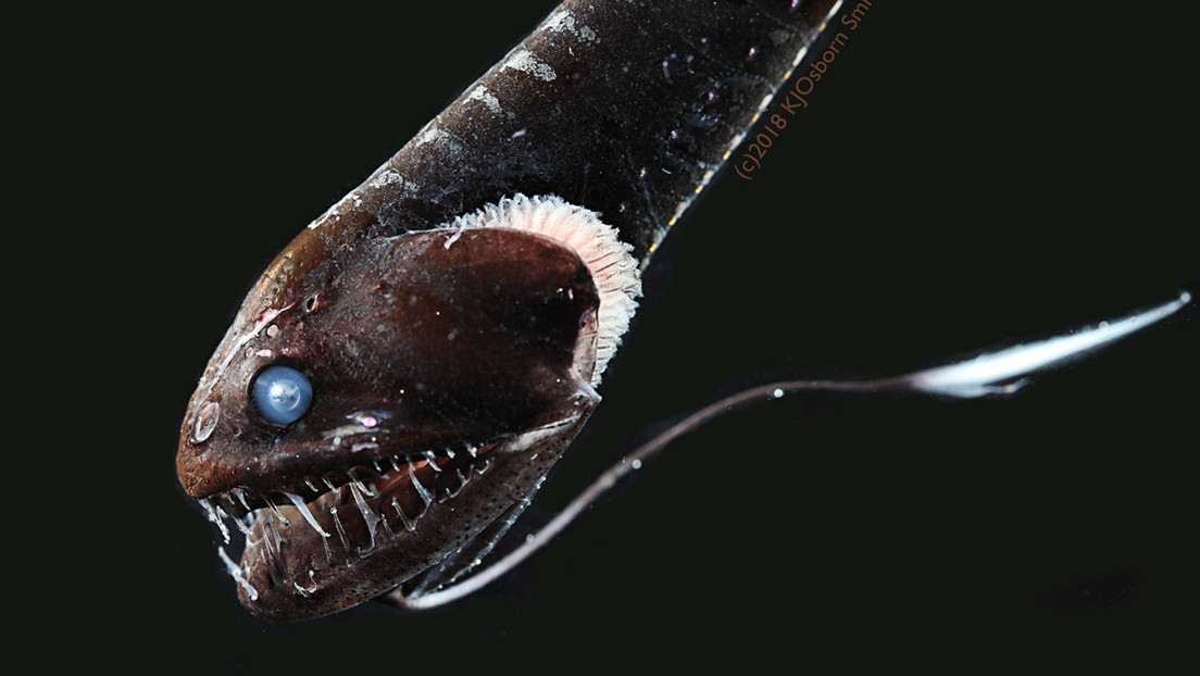 Científicos descifran el secreto del camuflaje de los peces "ultranegros" de las profundidades marinas