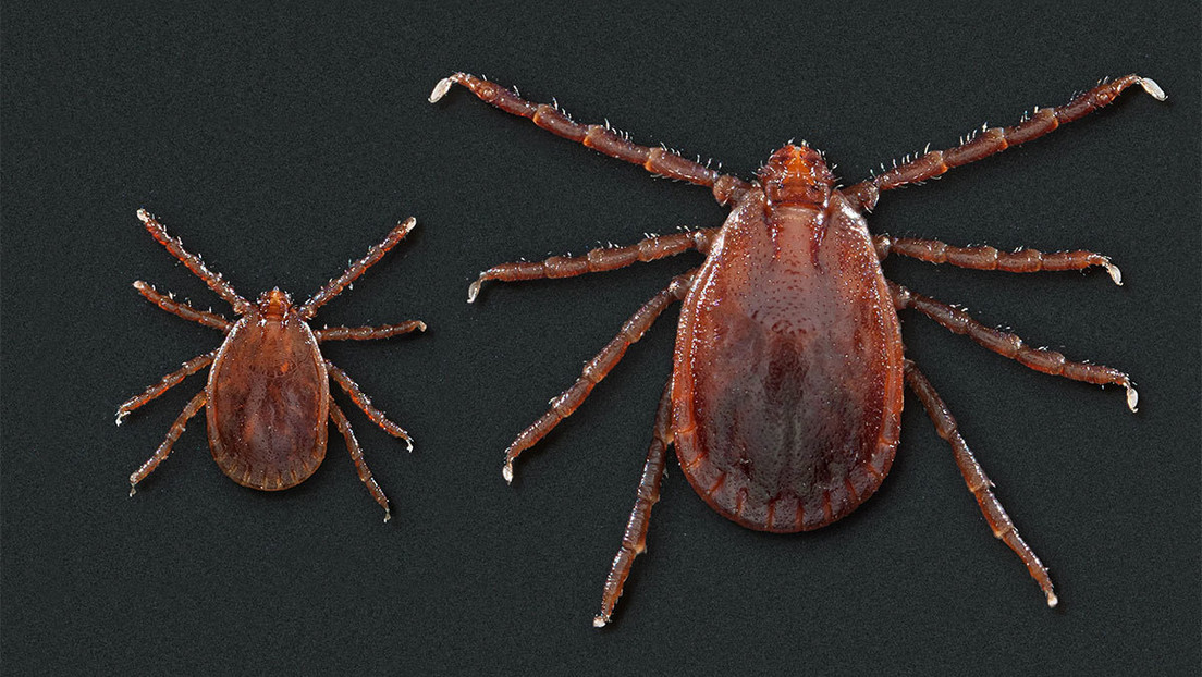 Garrapatas provenientes de Asia capaces de clonarse y reproducirse a gran velocidad se propagan por EE.UU.