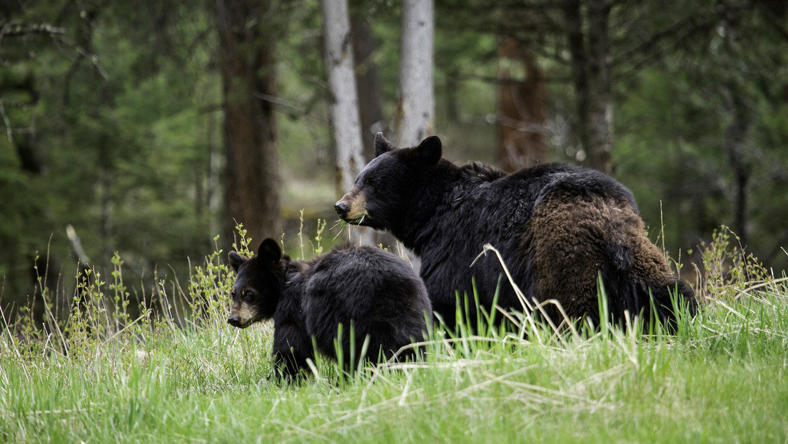 VIDEO: Una osa lleva sus crías a un patio casero para que disfruten de una hamaca