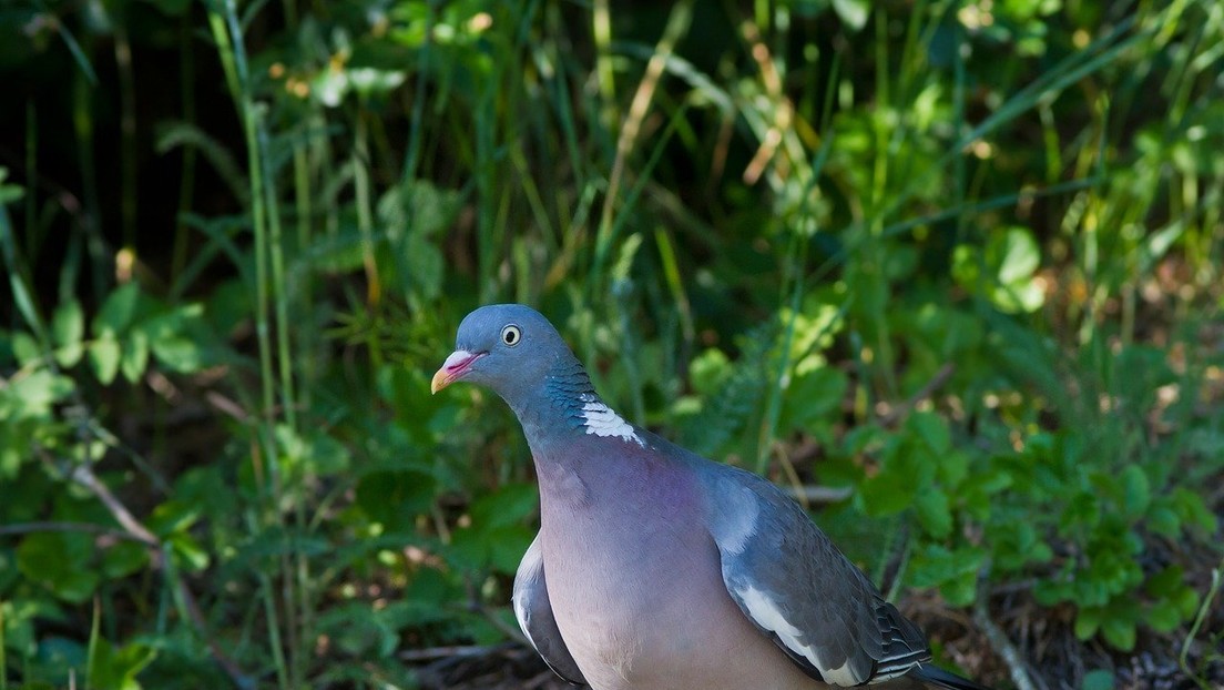 Encuentran los restos de una paloma gigante extinta que devoraba frutas