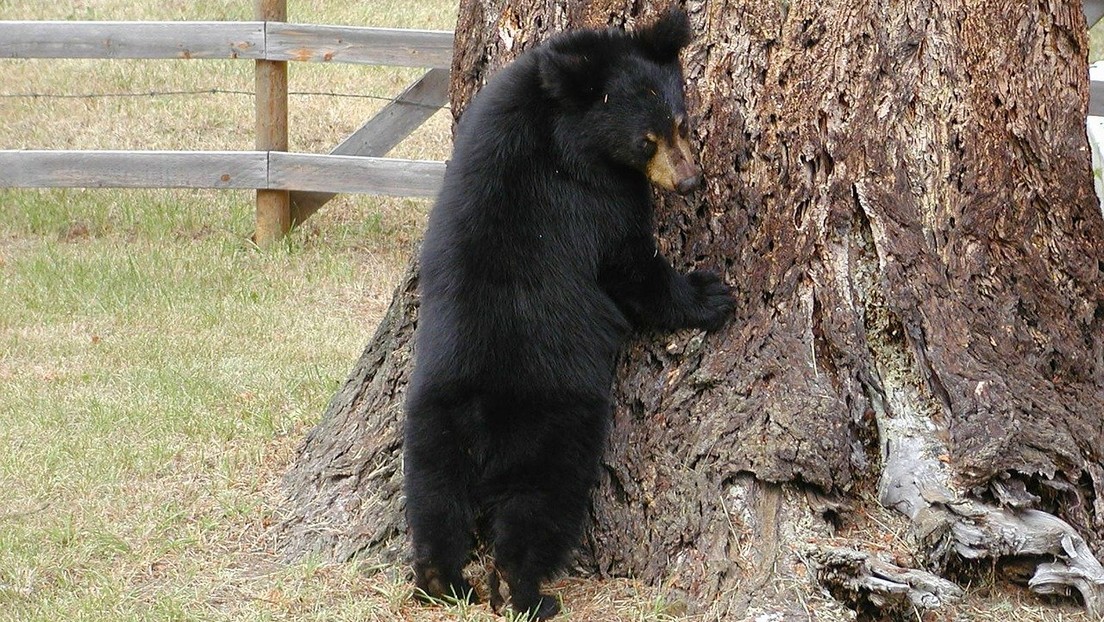 El cuento de 'los tres osos' al revés: Descubre tres oseznos hurgando en su cocina y se desata el caos (VIDEO)