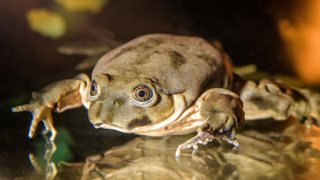 Varios países unen fuerzas para salvar de la extinción a la gigante del lago Titicaca, la rana acuática más grande del mundo