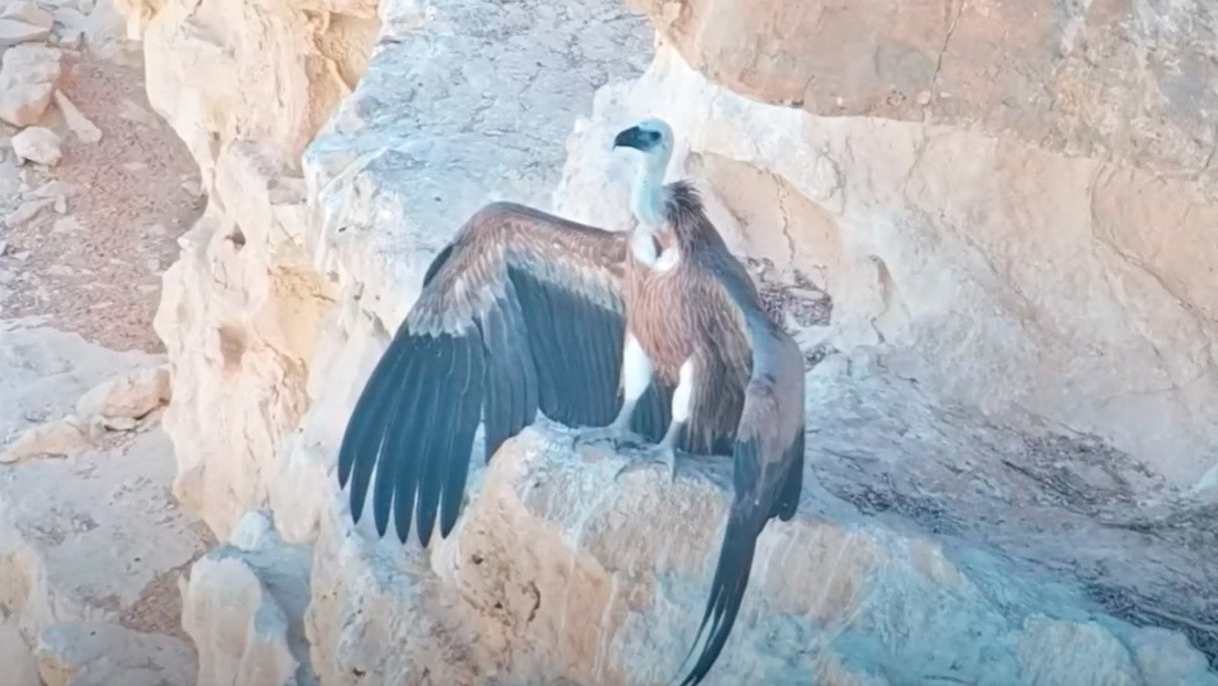 VIDEO: Un 'dron mamá' manejado por el Ejército israelí alimenta a un buitre huérfano y hace que sobreviva