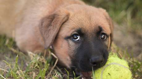 VIDEO: Una de las principales empresas de lucha libre anuncia una "batalla real de cachorros" y los atónitos fanáticos inundan con memes las redes