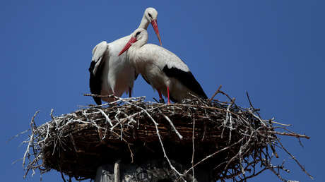 Nacen en el Reino Unido las primeras cigüeñas blancas en la naturaleza en varios siglos
