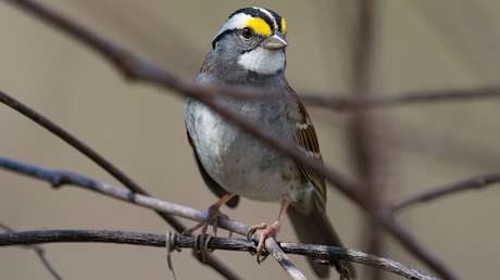 VIDEO: Científicos descubren un nuevo canto que se ha vuelto 'viral' entre los gorriones canadienses