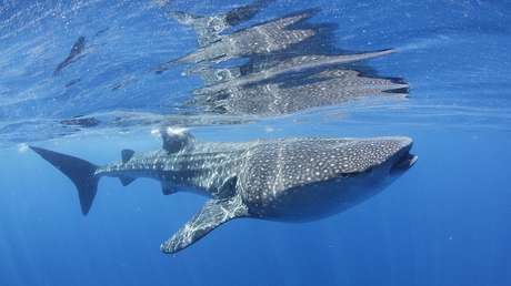 VIDEO: Un tiburón ballena espanta a los bañistas de una playa de Israel
