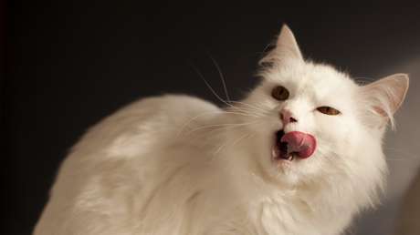 Muere una mujer tras ser arañada y luego lamida por su gata mientras dormía