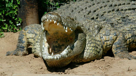 Atrapan en la India a un cocodrilo que mató a siete personas en siete años