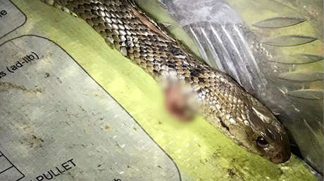 Australiano lucha contra una serpiente venenosa mientras conduce a más de 120 km por hora (VIDEO, FOTOS)