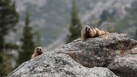 Rusia reacciona al brote de peste bubónica cerca de sus fronteras realizando test a roedores salvajes