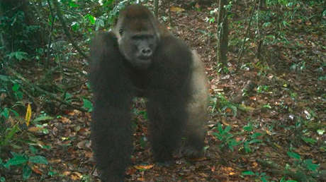 Logran fotografiar en su hábitat a cachorros de una especie de gorila en peligro crítico