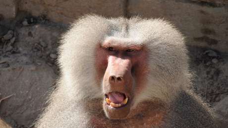 VIDEO: Un hombre cae desde un 4.° piso al escapar de un babuino salvaje en Kenia