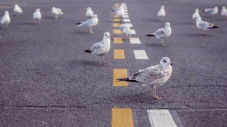 VIDEO: Un coche arrolla a dos gaviotas e indigna a las redes