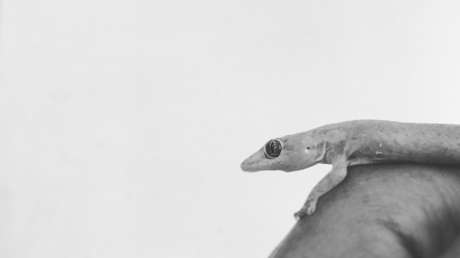 FOTO: Una estadounidense filma un extraño lagarto con 'extremidades humanas'