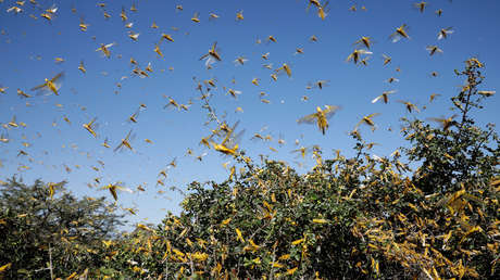 Una plaga de langostas invade el sur de China tras cruzar la frontera con Laos