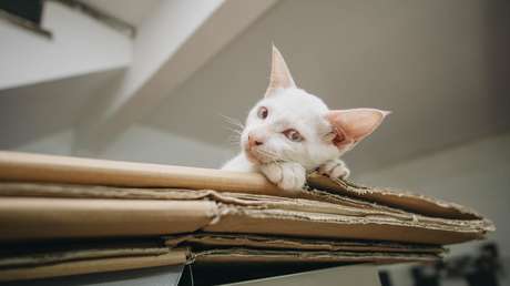 "Habría votado por un partido calificado": Un gato que murió hace 12 años recibe una invitación a votar en EE.UU.