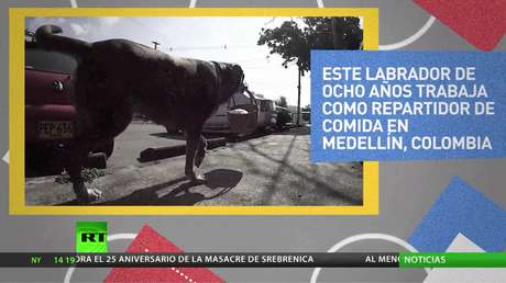 Un perro entrega productos a domicilio facilitando la distancia social en Colombia