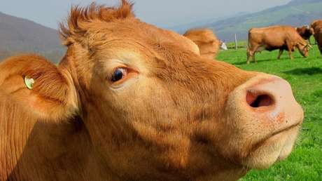 VIDEO: Militares británicos rescatan con un helicóptero a una vaca que llevaba atrapada cinco días en un barranco