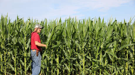 China realiza su segunda mayor compra de maíz estadounidense de la historia