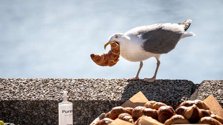 Muerde a una gaviota que trató de robarle su almuerzo de McDonald's