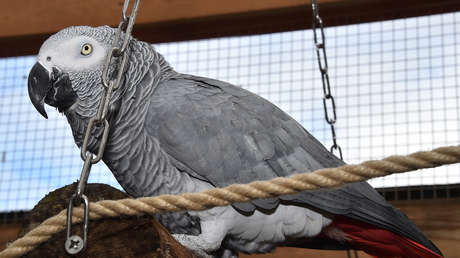VIDEO: Un loro vence a estudiantes de Harvard en el juego del trile
