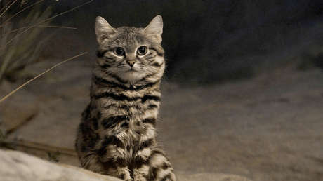 VIDEO: Crías del felino más letal del mundo prueban carne en un zoo de EE.UU.