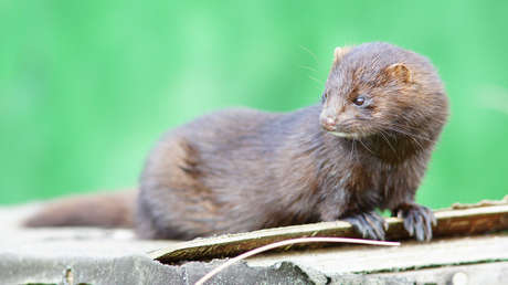 España decide exterminar 92.700 visones en una granja infectada de coronavirus