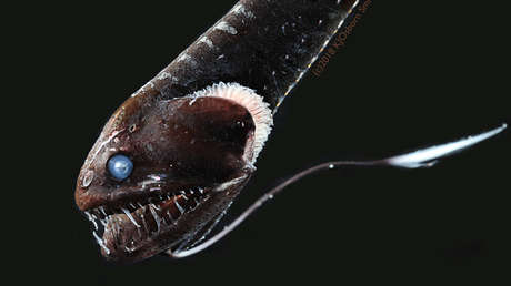 Científicos descifran el secreto del camuflaje de los peces "ultranegros" de las profundidades marinas