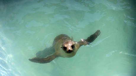 Un turista golpea repetidamente a un león marino bebé dormido en una playa (VIDEO)