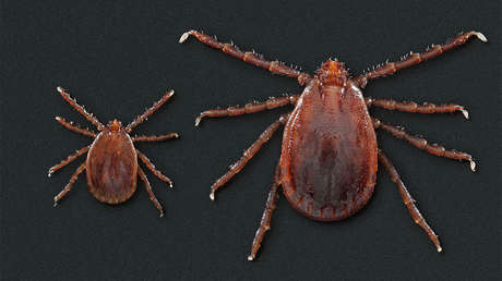 Garrapatas provenientes de Asia capaces de clonarse y reproducirse a gran velocidad se propagan por EE.UU.