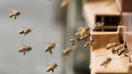 VIDEO: Un enjambre de abejas toma como 'rehenes' a los residentes de un edificio en una ciudad rusa