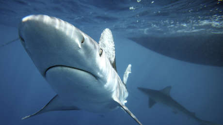 VIDEO: Un oficial de Policía fuera de servicio rescata a un niño de un tiburón que se acercaba peligrosamente