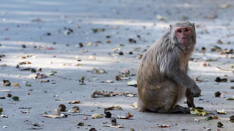 Varios monos matan a una mujer y cuatro de sus hijos al tirarles un muro encima