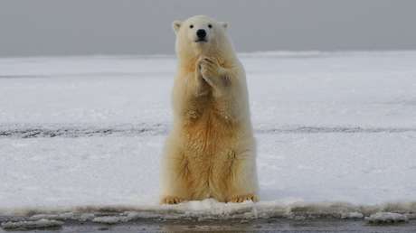 Casi todos los osos polares podrían desaparecer antes de 2100