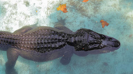 VIDEO: Una mujer se mete con su hijo en un corral repleto de cocodrilos para recuperar su billetera