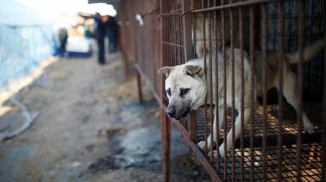 Comparten fotos de perros enjaulados antes de ser sacrificados para preparar una tradicional sopa surcoreana