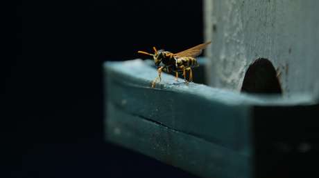 Avispas matan en Camboya a un niño de 5 años y mandan al hospital a su abuela