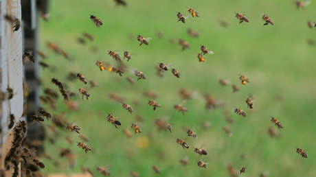 Miles de abejas invaden una playa en EE.UU. (VIDEO)